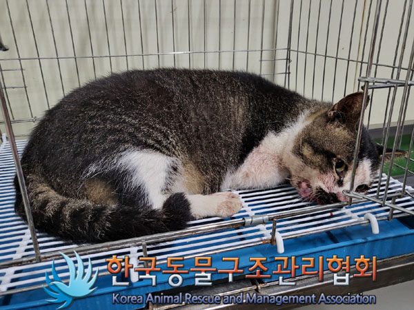 한국동물구조관리협회_411316202300518